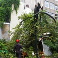 Boomverzorging Amsterdam. Verwijderen Anne Frank Kastanje.