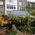 Boomverzorging Amsterdam. Verwijderen Anne Frank Kastanje.