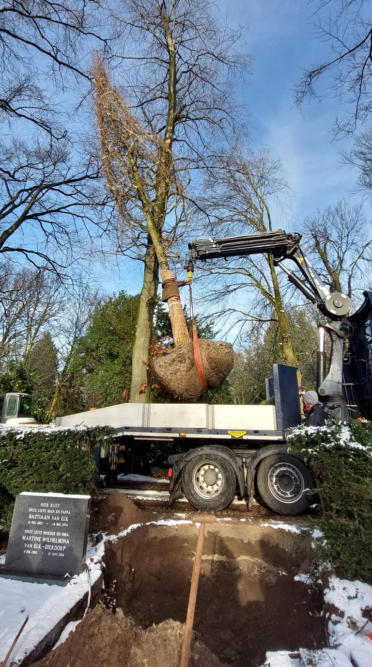 Aanplant beuk zorgvlied.jpg