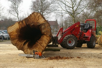 Boomverzorging verwijderen populier