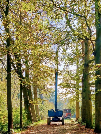 Bomen snoeien in het stadspark