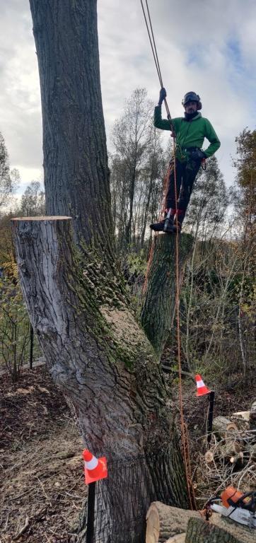 Klimmend demoteren van grote populier