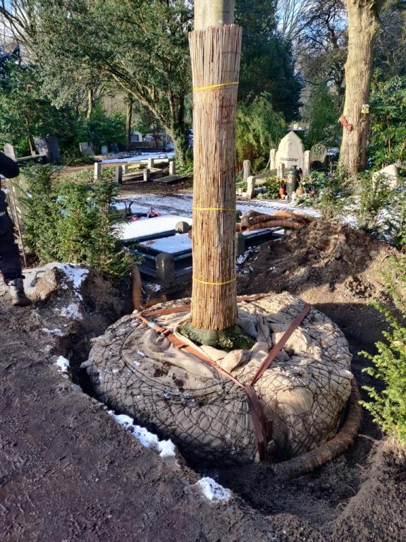 Aanplant beuk zorgvlied